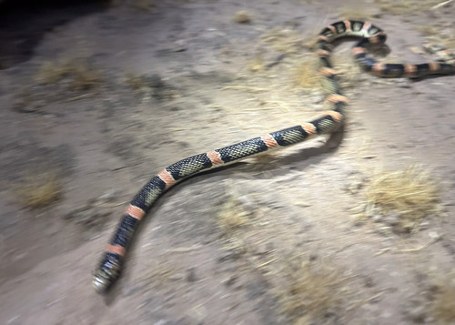 Long-nosed Snake