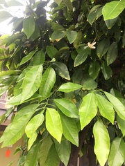 Citrus × aurantium