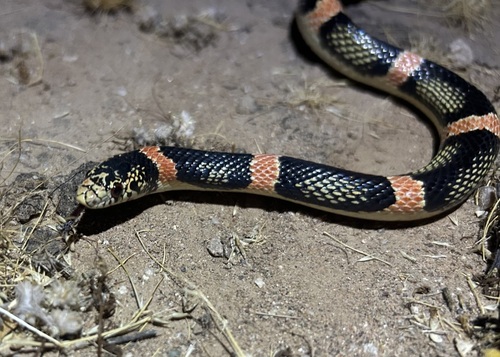 Long-nosed Snake