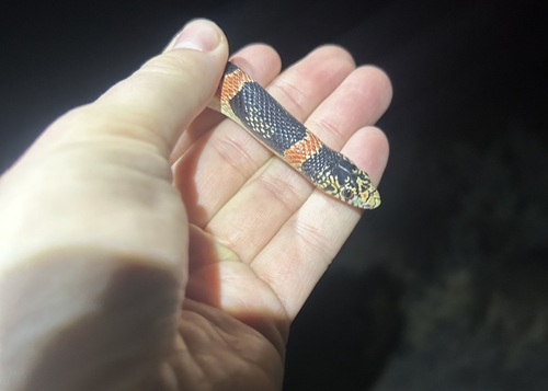 Long-nosed Snake