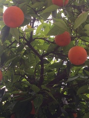 Citrus × aurantium