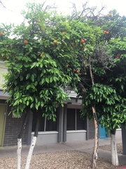 Citrus × aurantium