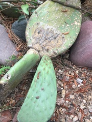 Opuntia ficus-indica