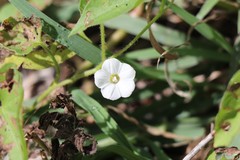 Convolvulus erubescens