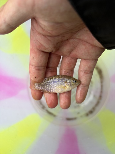 Green Sunfish