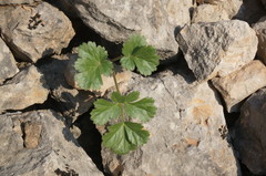 Heracleum ligusticifolium
