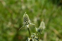 Eryngium heterophyllum