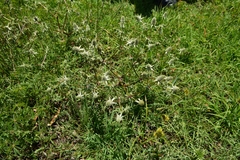 Eryngium heterophyllum