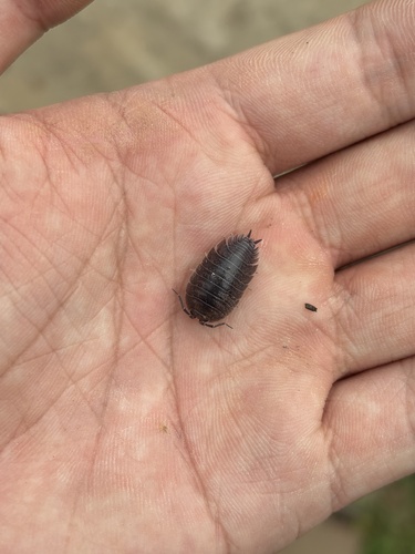 Swift Woodlouse