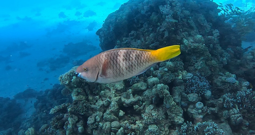Scarus ferrugineus