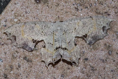 Dysaethria flavistriga