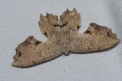 Dysaethria flavistriga