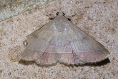 Hypospila bolinoides