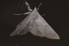 Hypospila bolinoides