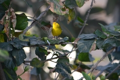 Cardellina pusilla