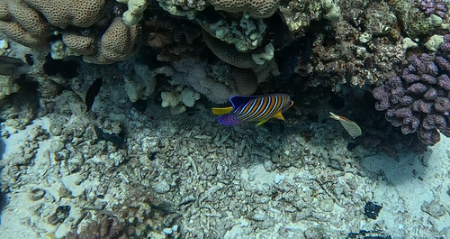 Regal Angelfish — seen at this dive site