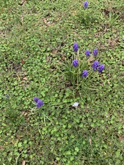 Muscari botryoides