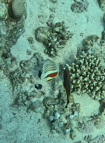 Chaetodon paucifasciatus