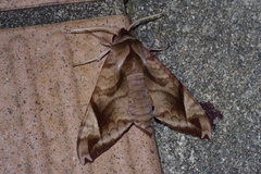 Acosmeryx naga
