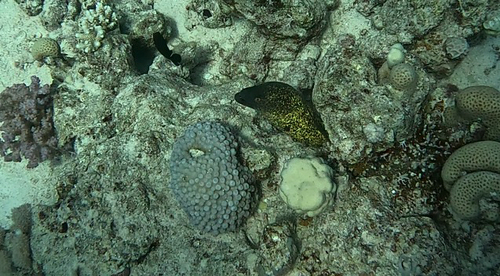 Gymnothorax flavimarginatus