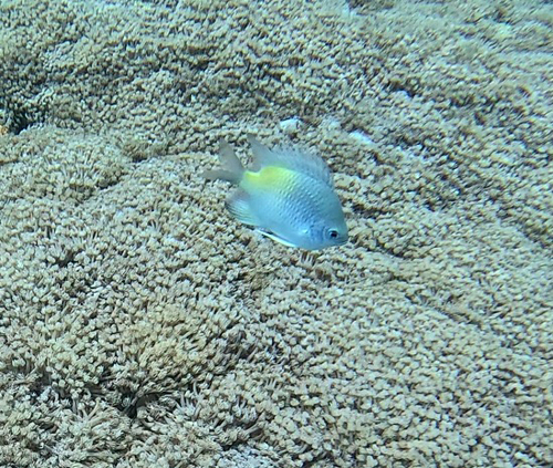 Amblyglyphidodon flavilatus