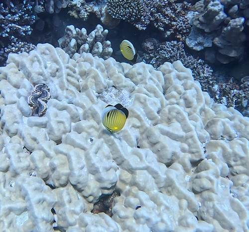 Chaetodon austriacus