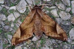 Acosmeryx naga
