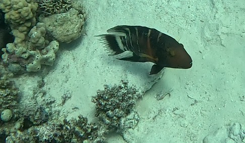 Cheilinus quinquecinctus