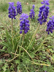 Muscari botryoides