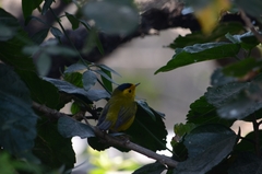 Cardellina pusilla