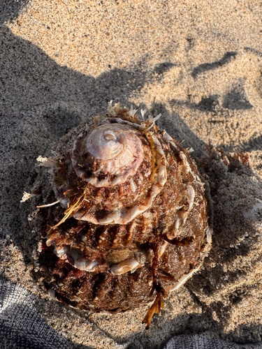 Megastraea undosa