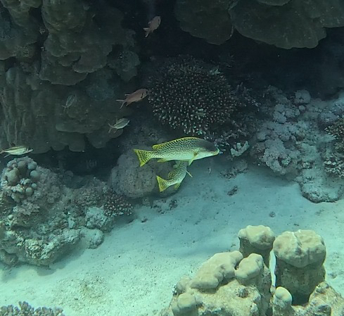 Plectorhinchus gaterinus