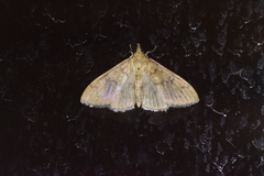 Pleuroptya characteristica