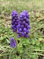 Muscari botryoides