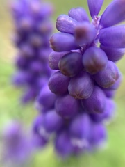 Muscari botryoides