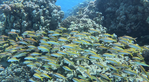 Mulloidichthys vanicolensis