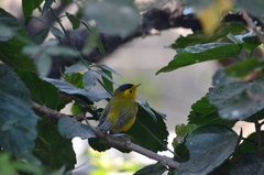Cardellina pusilla
