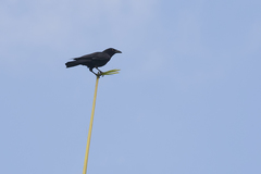 Corvus leucognaphalus