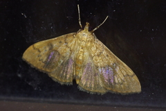 Pleuroptya characteristica