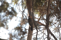 Dryobates scalaris
