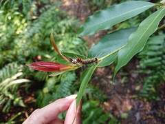 Euproctis kanshireia