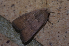 Athetis stellata