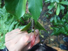 Euproctis kanshireia