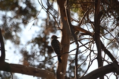 Dryobates scalaris