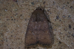 Athetis stellata
