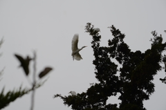 Bubulcus ibis