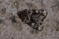 Callopistria duplicans