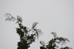 Bubulcus ibis