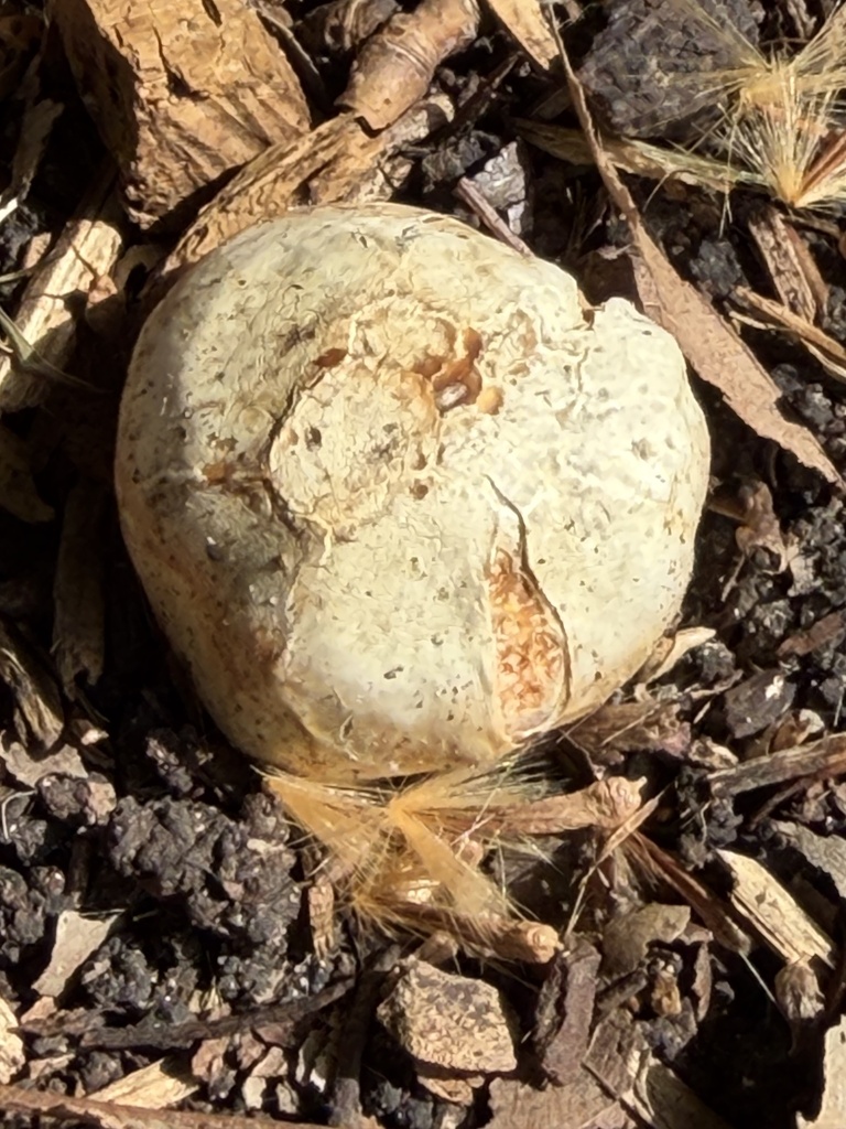 Clathrus ruber · May 2026 · photo: © irinamitine (iNaturalist, cc-by)