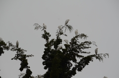 Bubulcus ibis